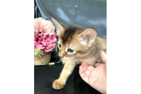 成約済の京都府のソマリ-25060の3枚目